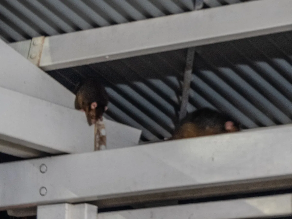 Cuscús Anillado Común