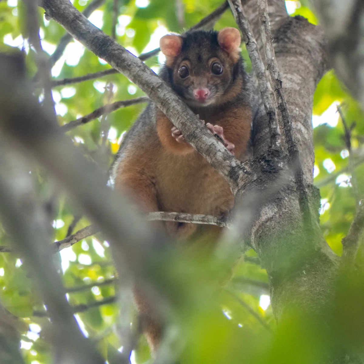 Cuscús Anillado Común