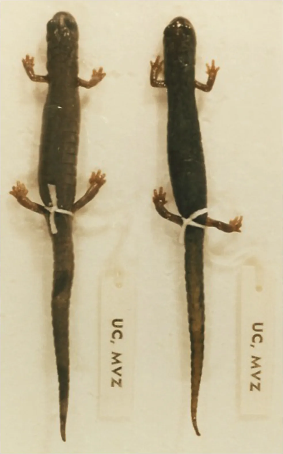 Pseudoeurycea leprosa