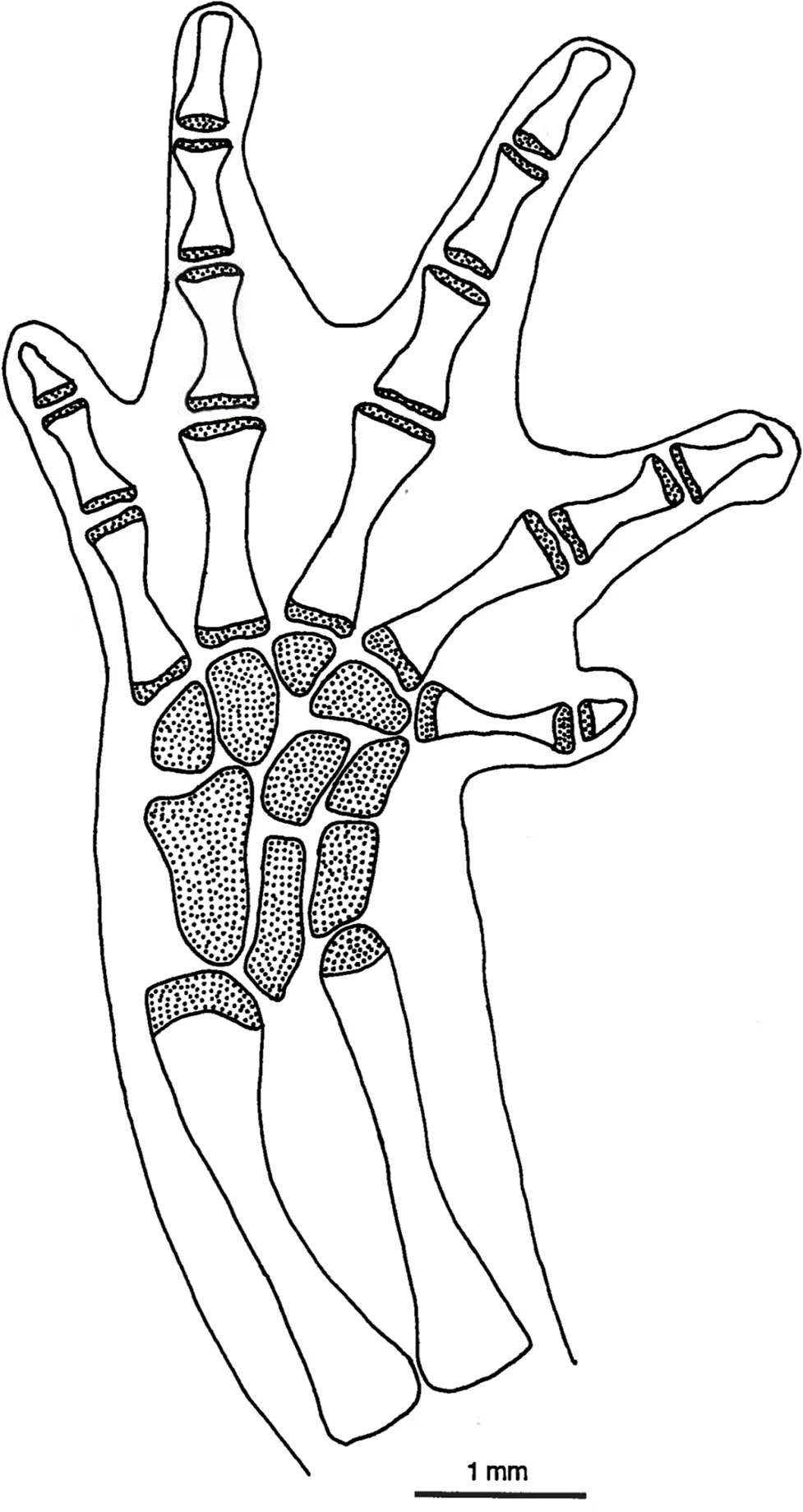 Salamandra Falsa del Arroyo Leprosa