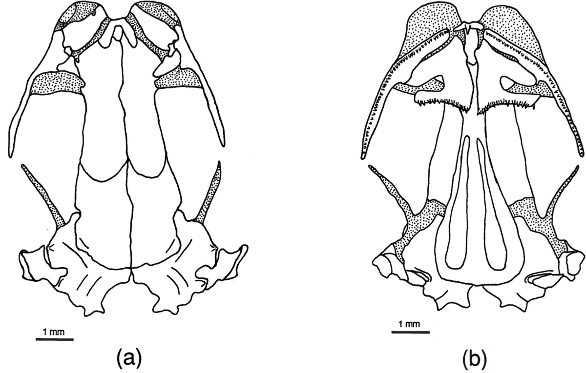 Salamandra Falsa del Arroyo Leprosa