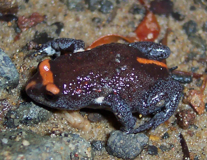 Red-crowned Toadlet