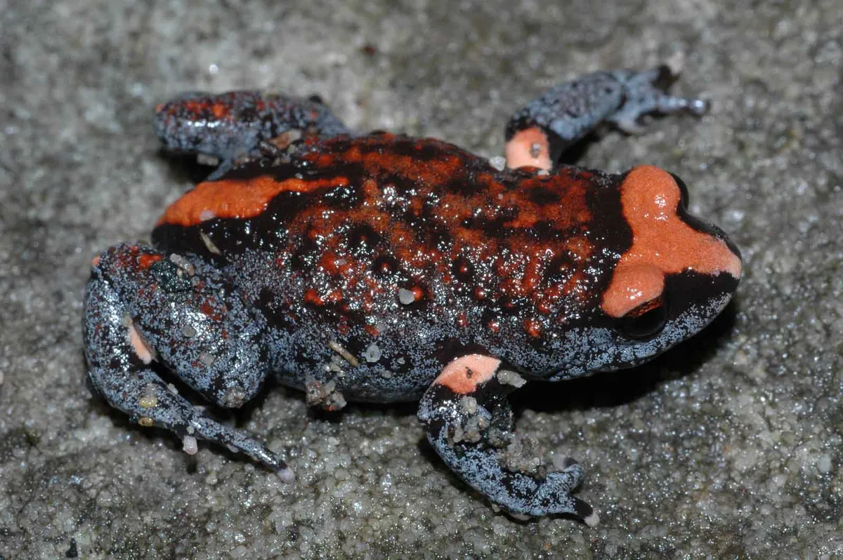 Red-crowned Toadlet