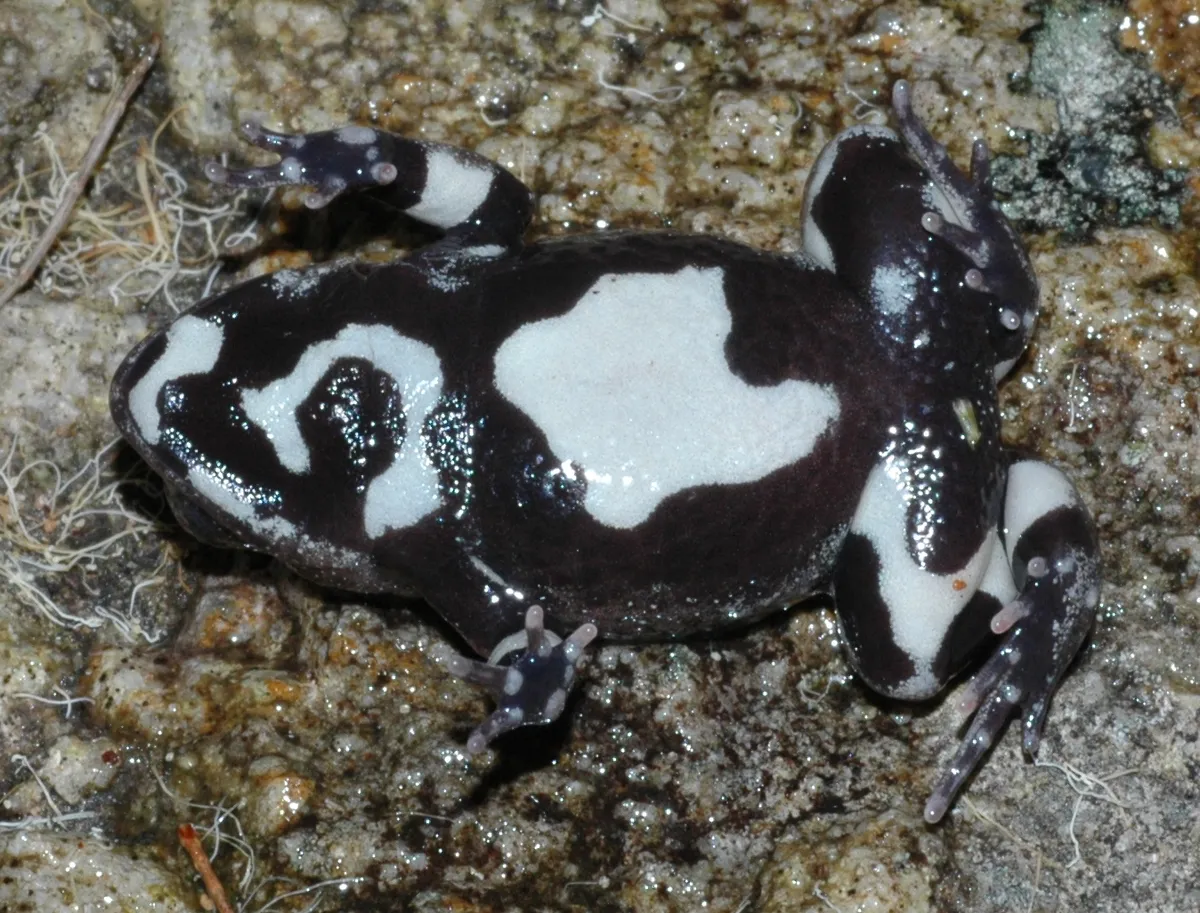 Red-backed Toadlet