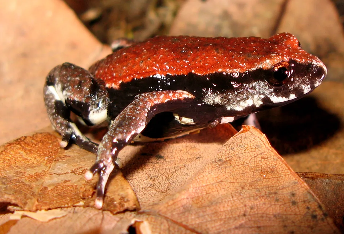 Red-backed Toadlet