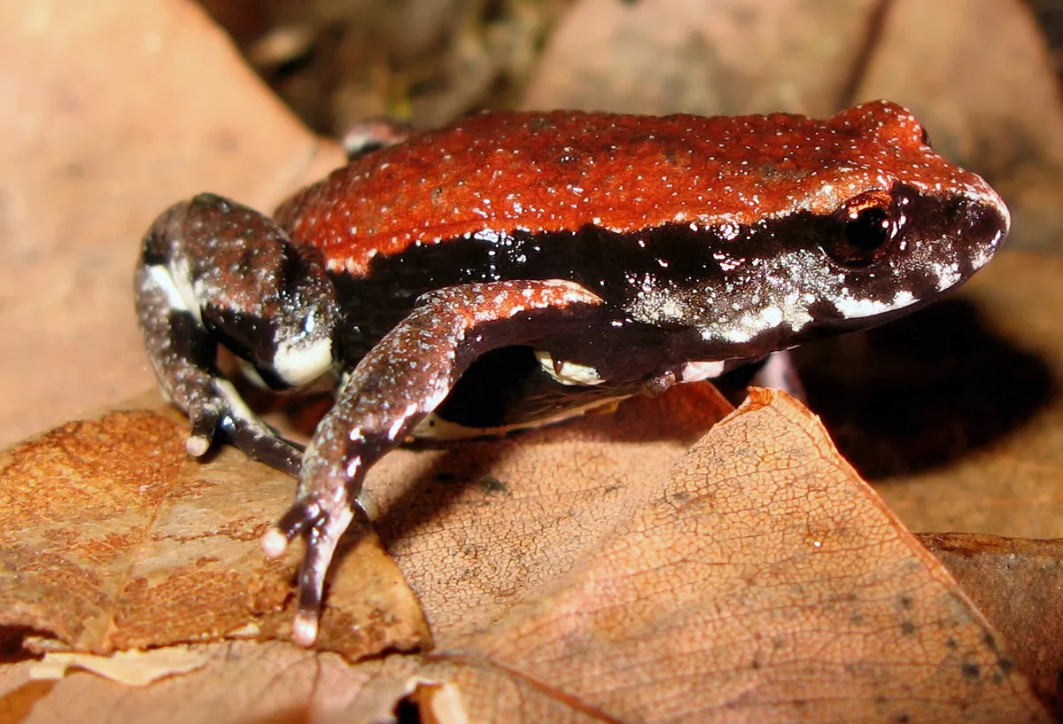 Red-backed Toadlet