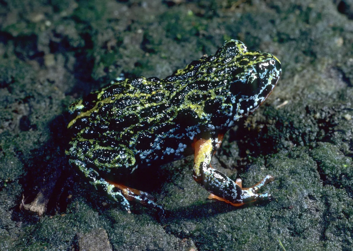 Southern Toadlet
