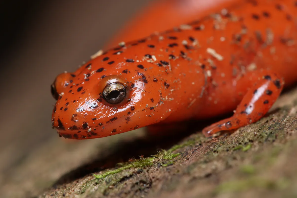 Salamandra Roja