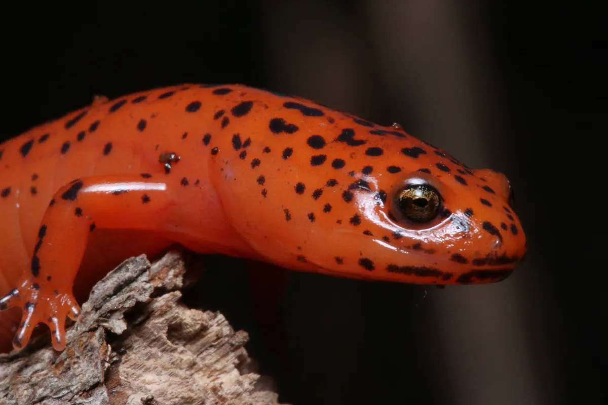 Salamandra Roja