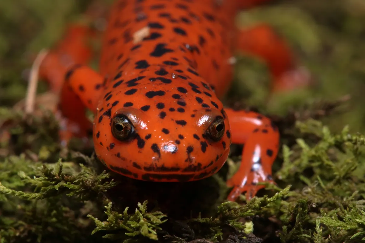 Salamandra Roja