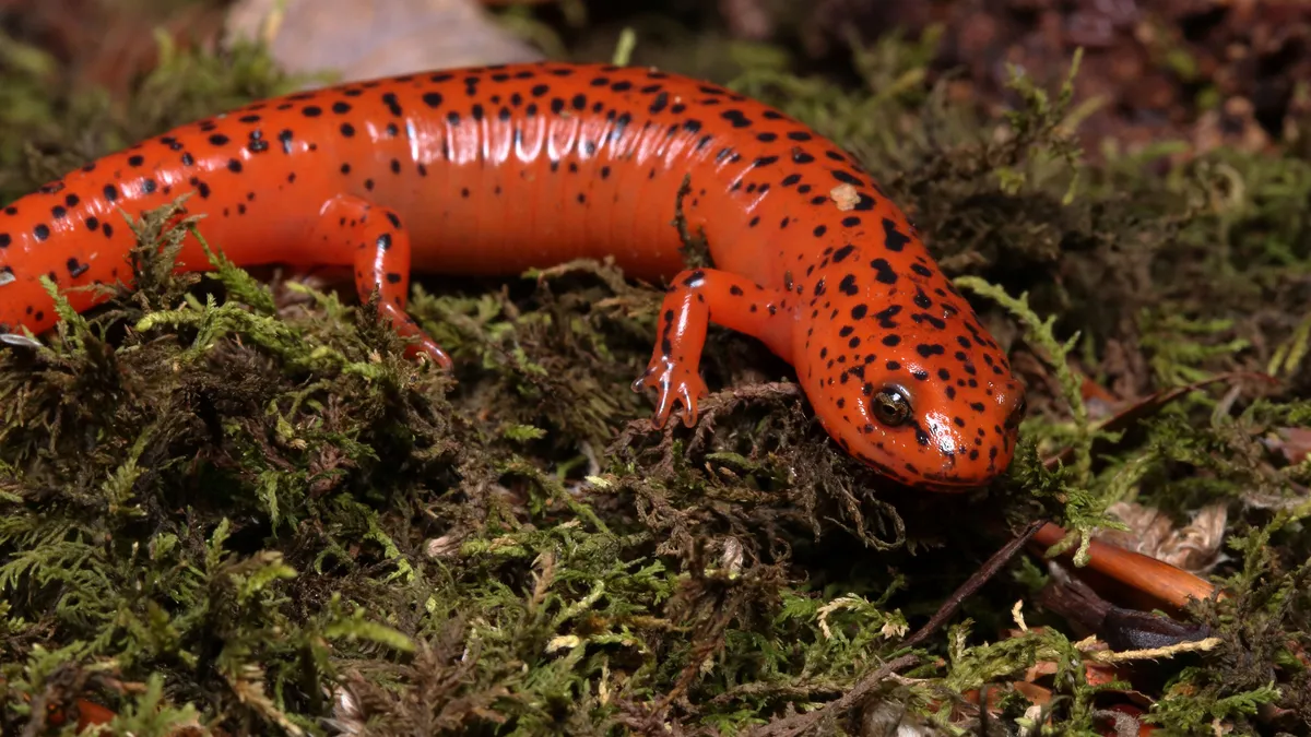 Salamandra Roja