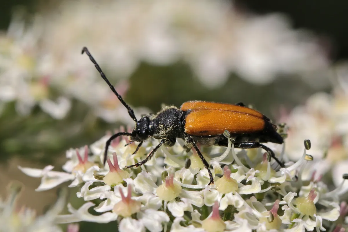 Longhorn Beetle