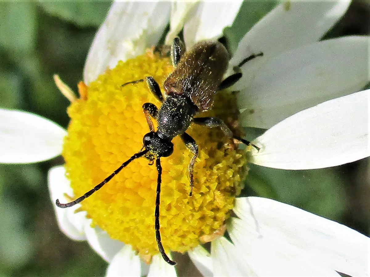 Longhorn Beetle