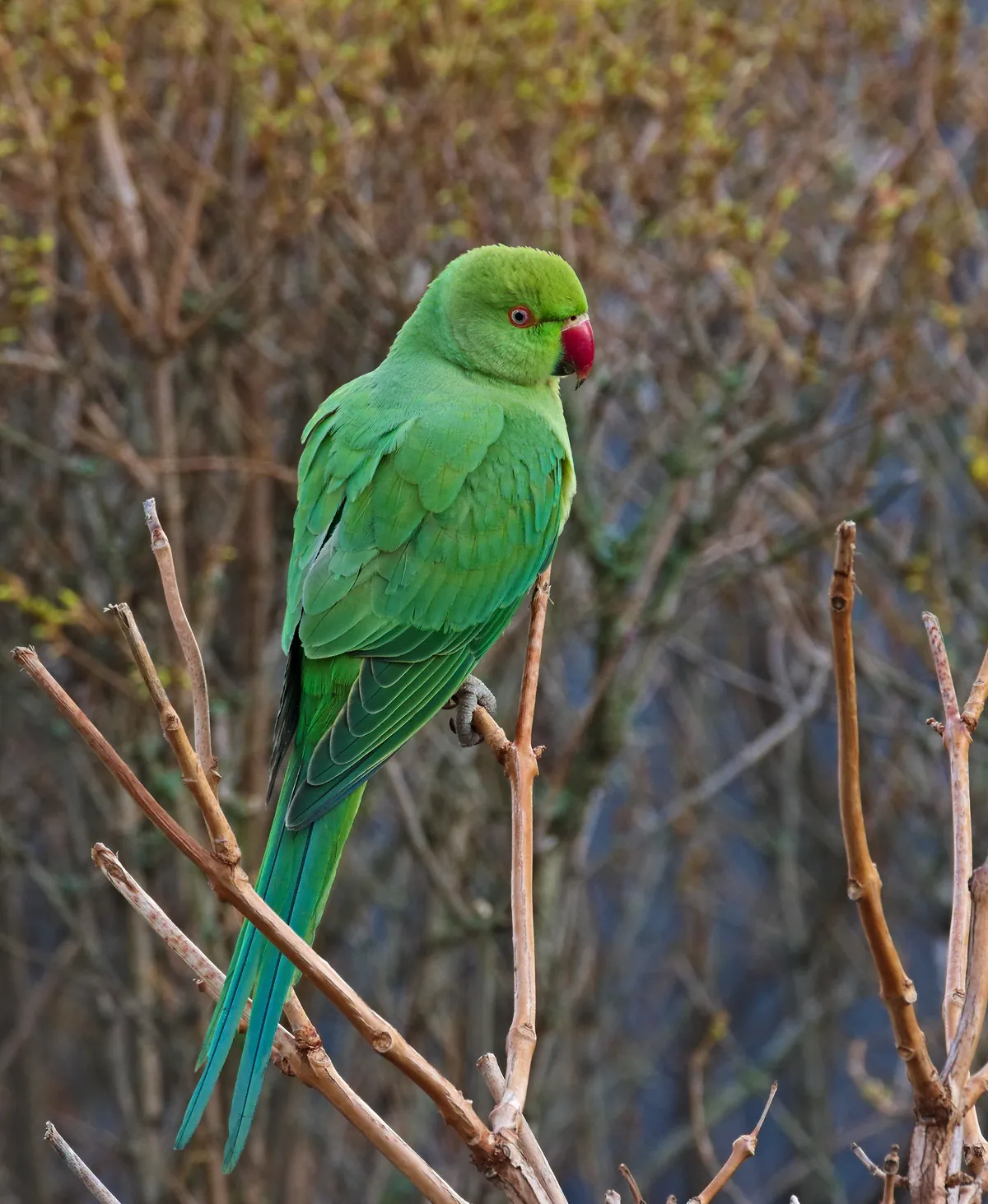 Rose-ringed Parakeet