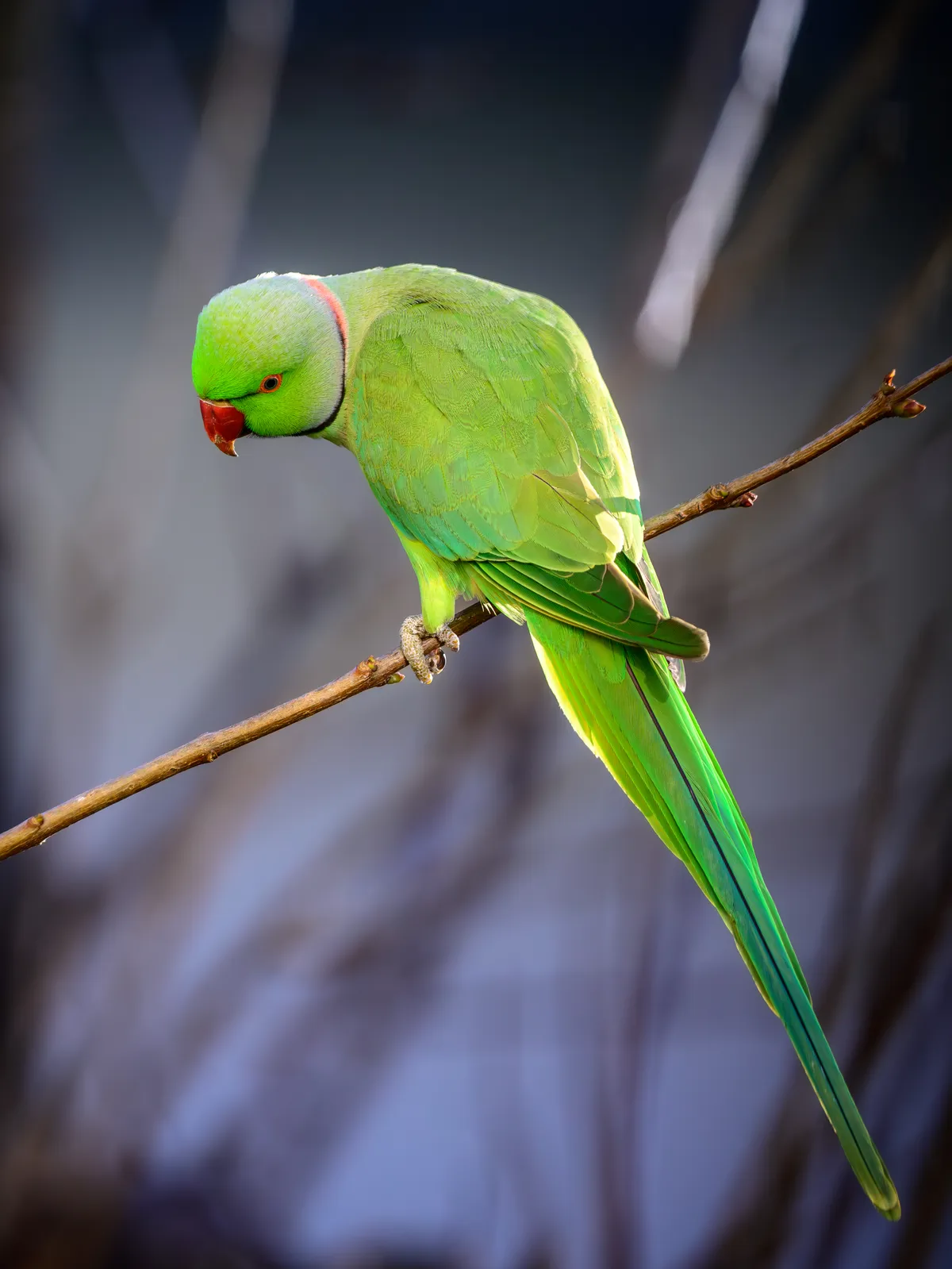 Rose-ringed Parakeet