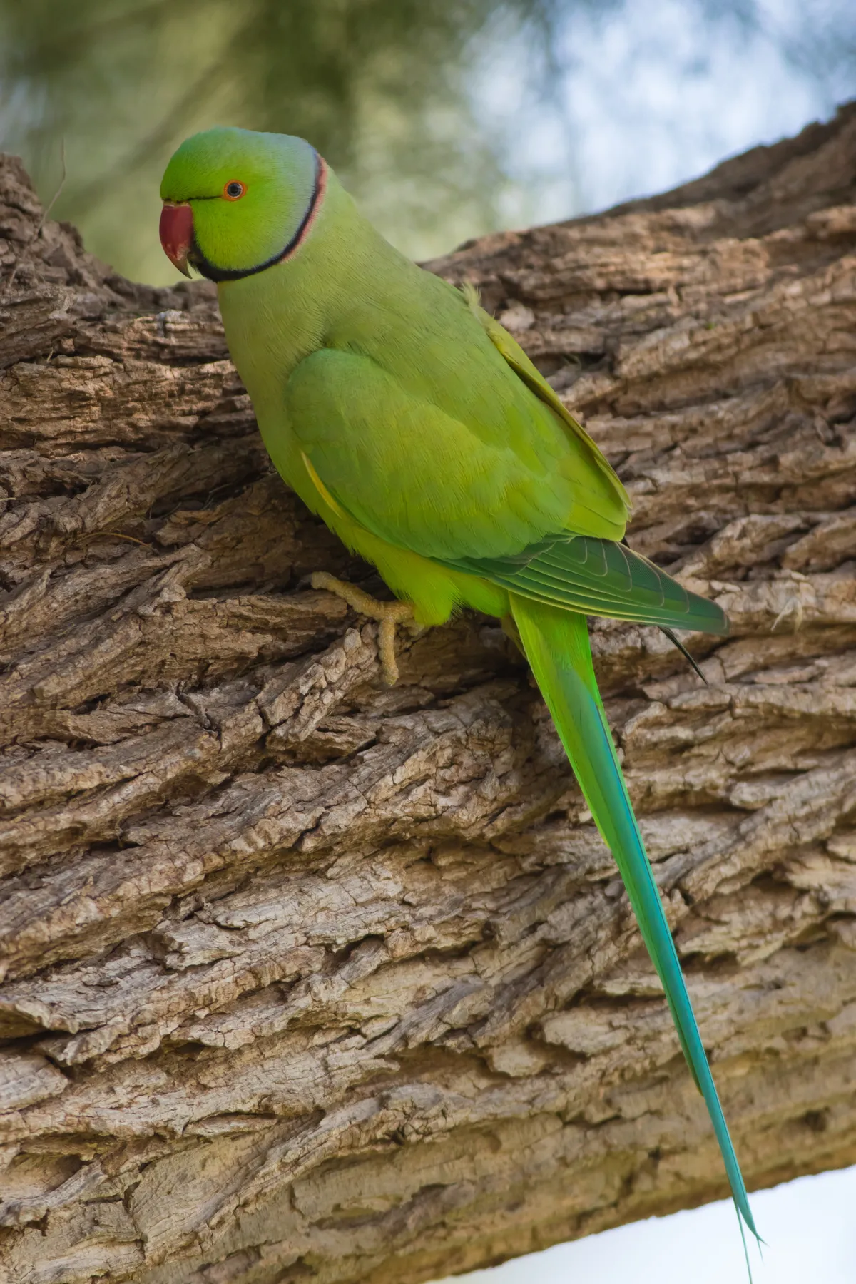Rose-ringed Parakeet