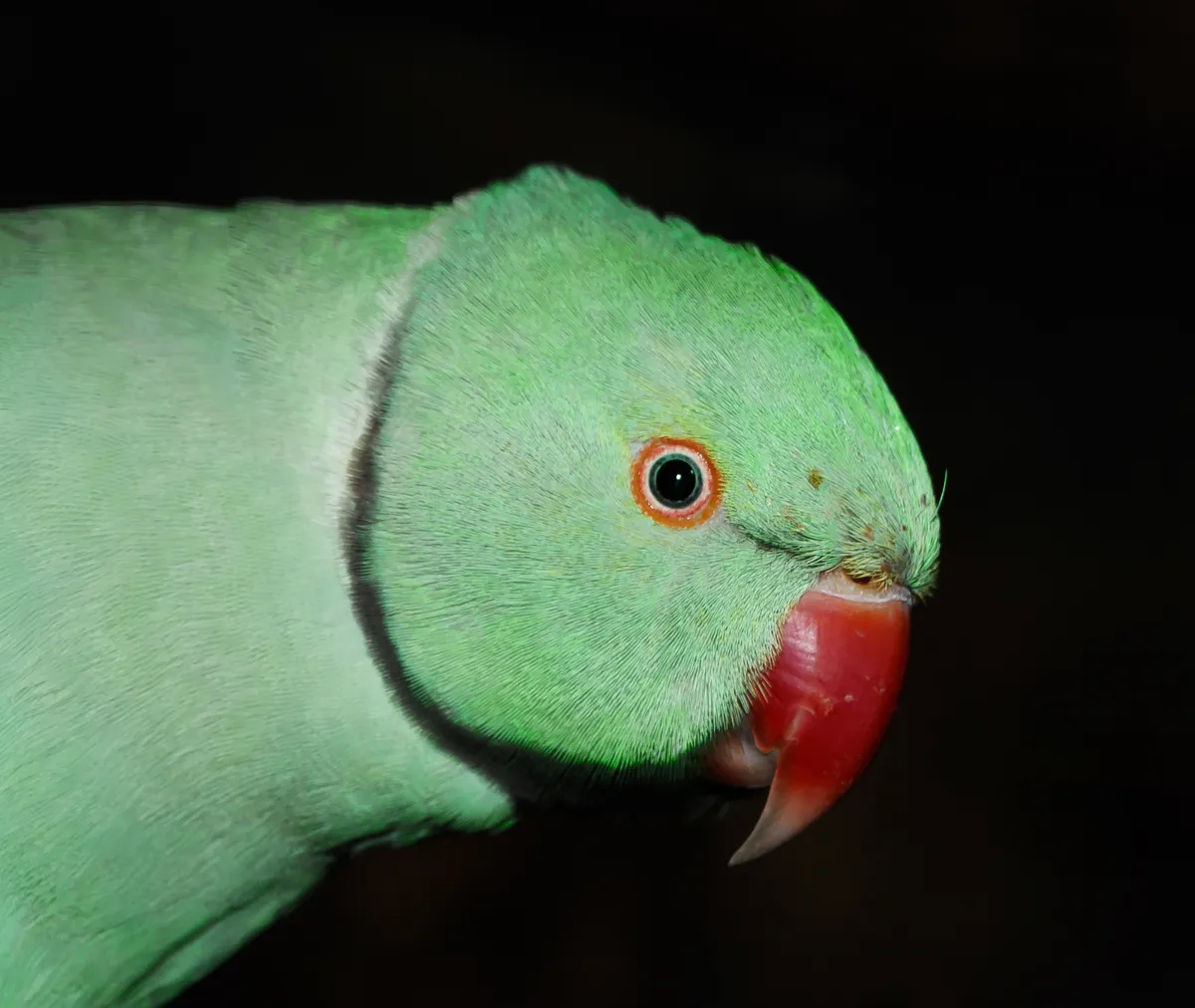 Rose-ringed Parakeet