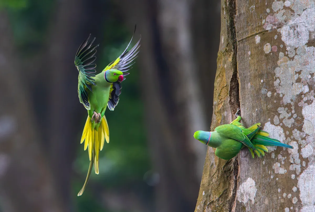 Rose-ringed Parakeet