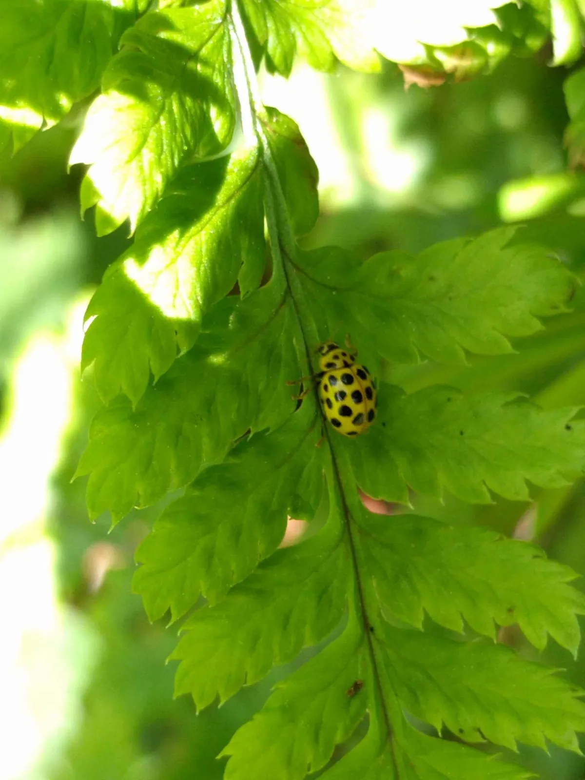 Psyllobora vigintiduopunctata