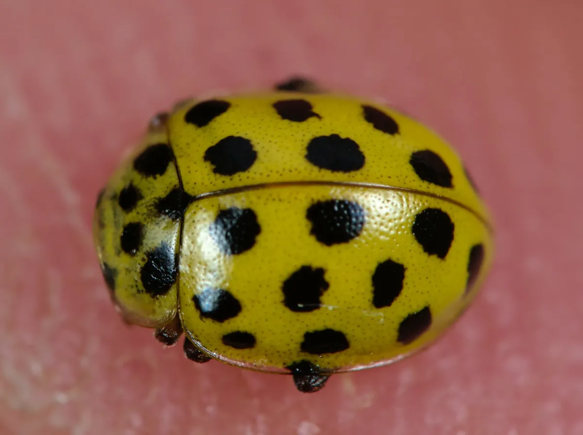 Mariquita de 22 manchas
