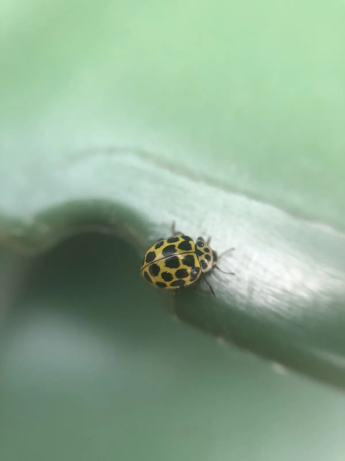 Mariquita de 22 manchas