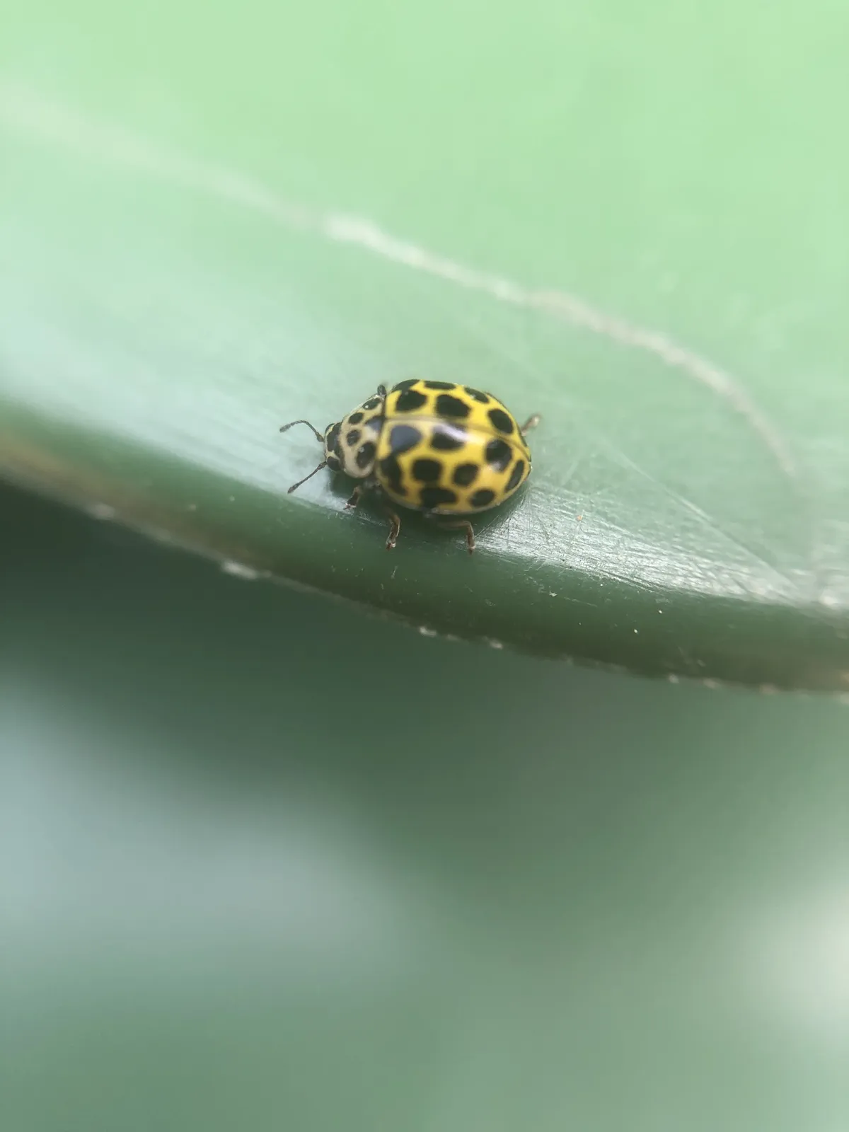 Mariquita de 22 manchas