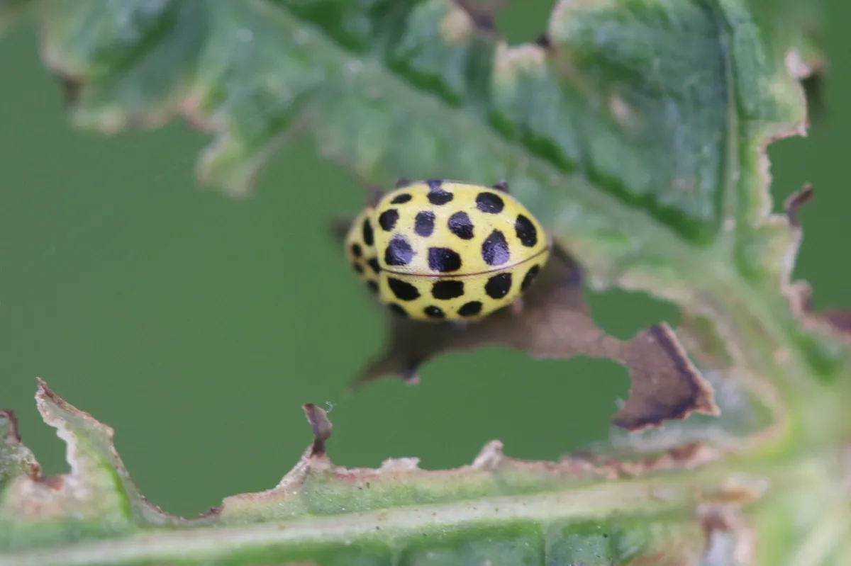 Mariquita de 22 manchas
