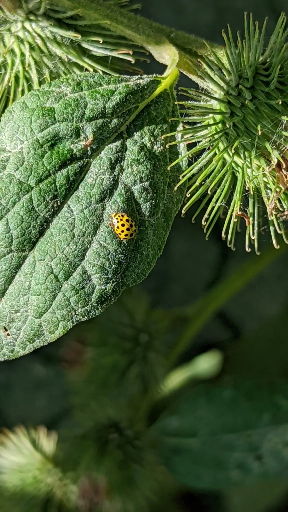 Mariquita de 22 manchas