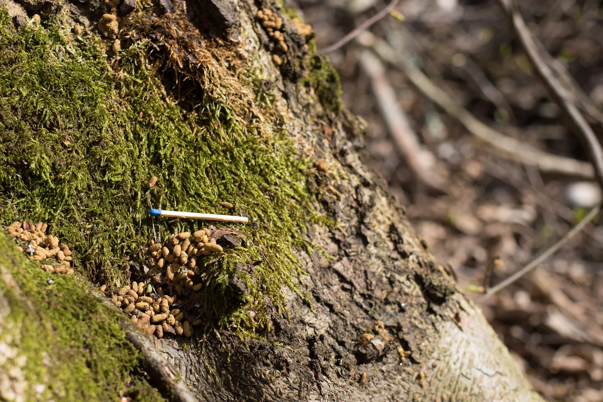Siberian Flying Squirrel