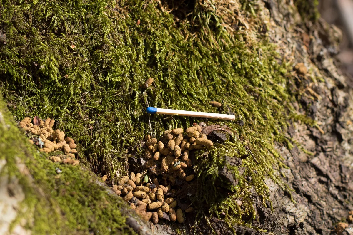 Siberian Flying Squirrel