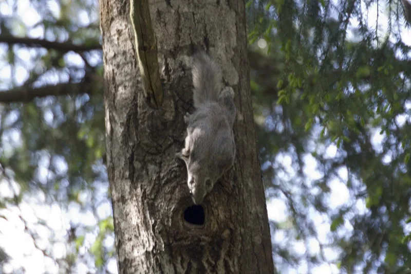 Siberian Flying Squirrel