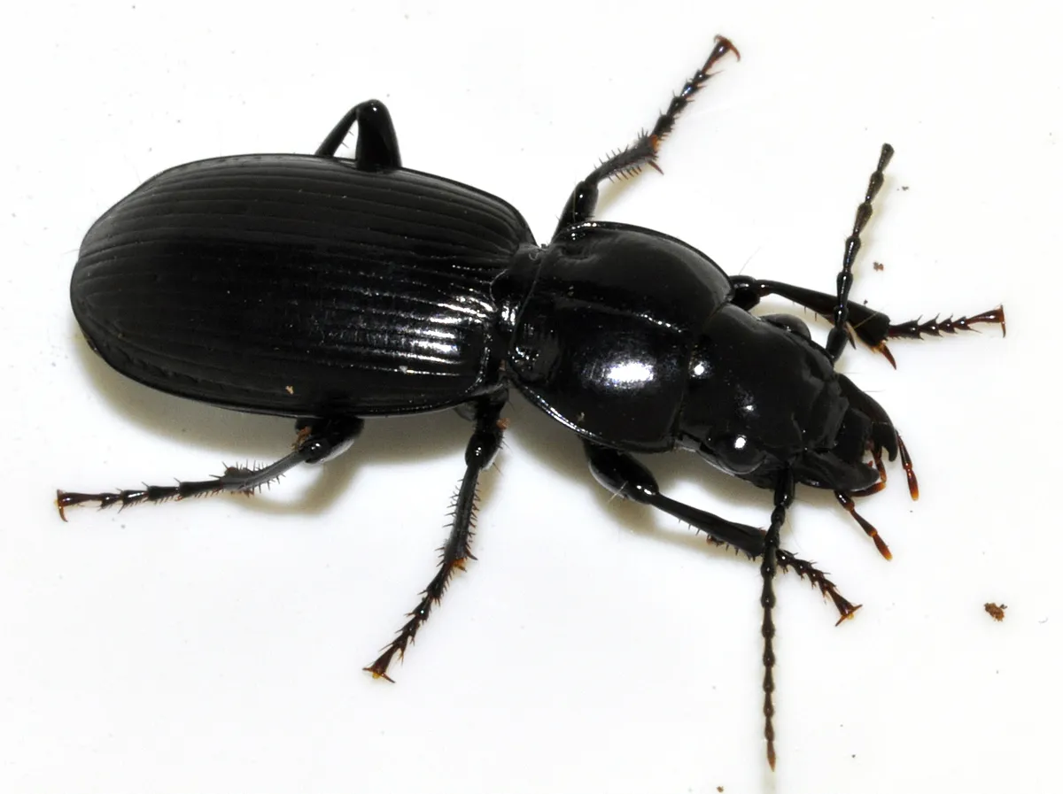 Escarabajo Reloj Negro