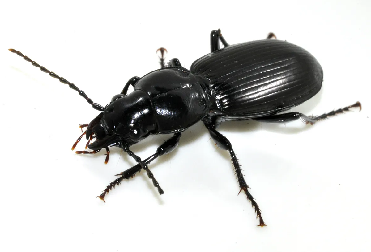 Escarabajo Reloj Negro