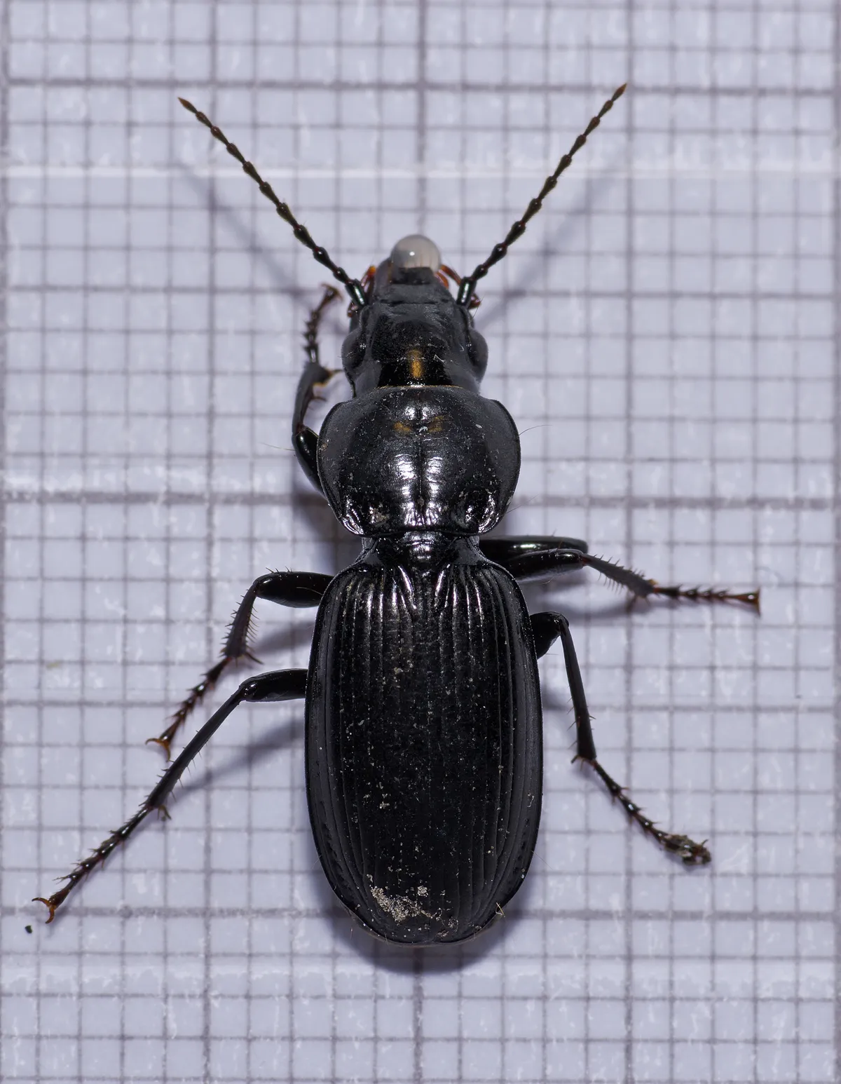 Escarabajo Reloj Negro