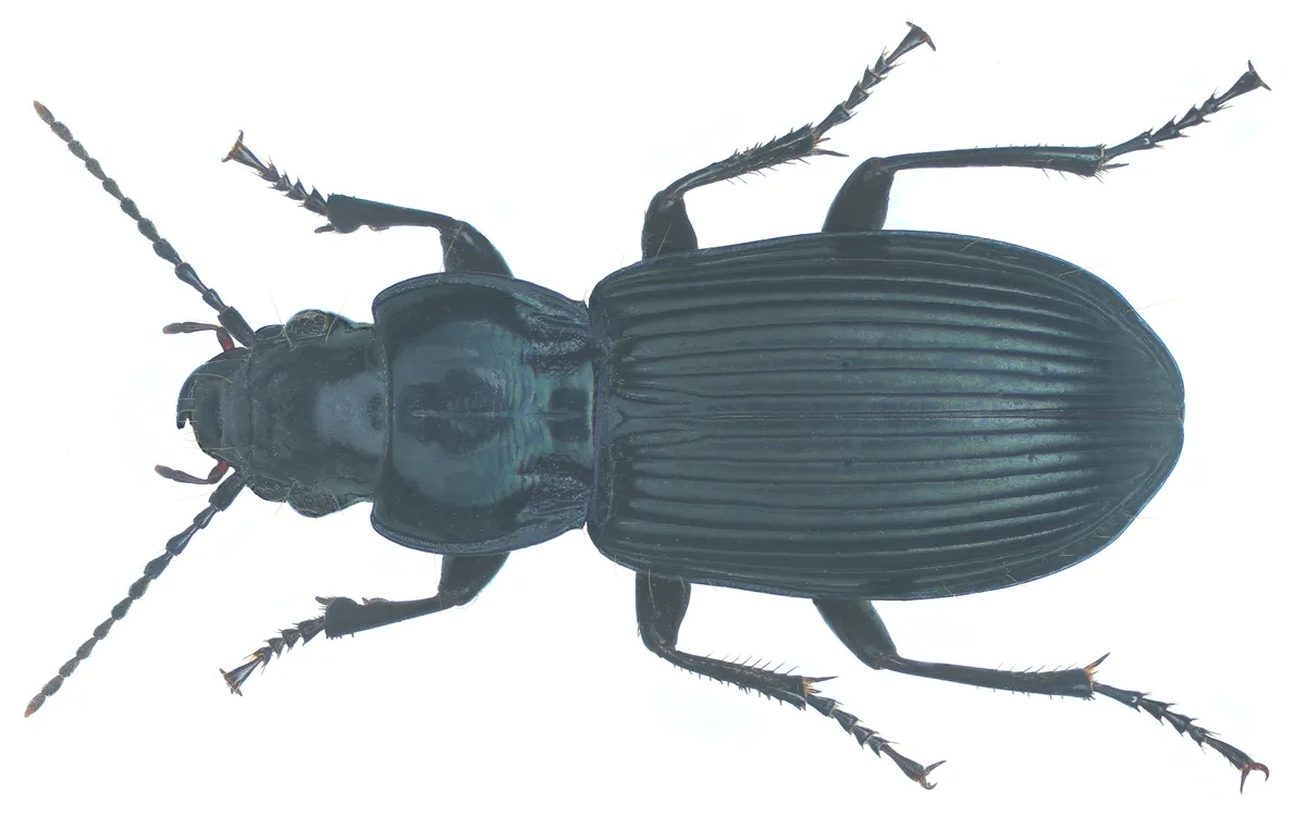 Escarabajo terrestre europeo oscuro de arpa