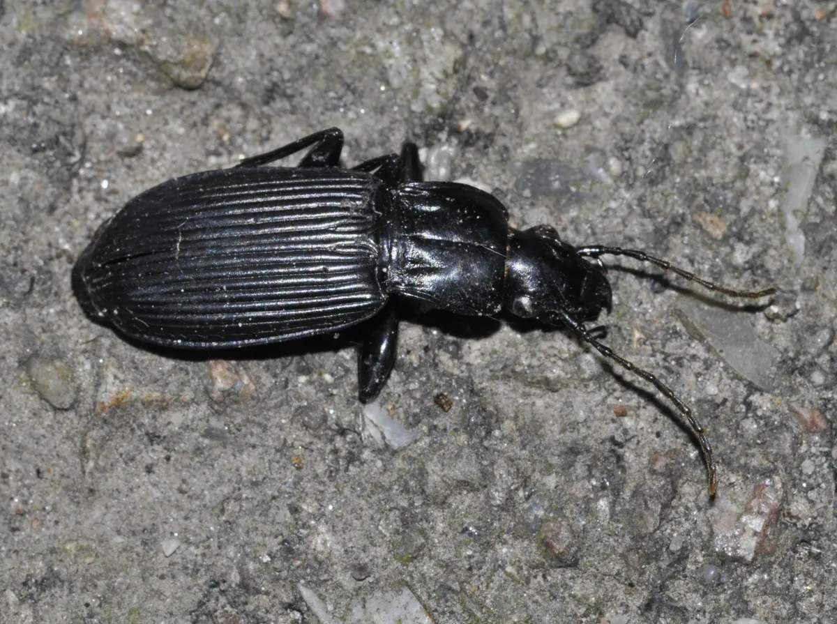 Escarabajo Terrestre Negro