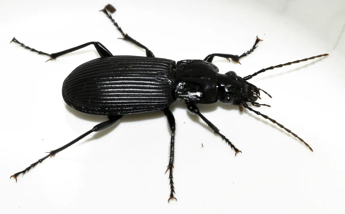Escarabajo Terrestre Negro