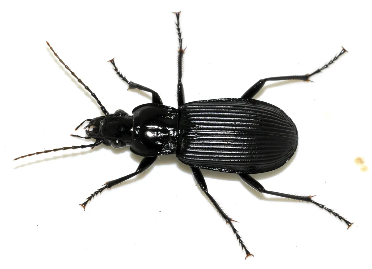 Escarabajo Terrestre Negro