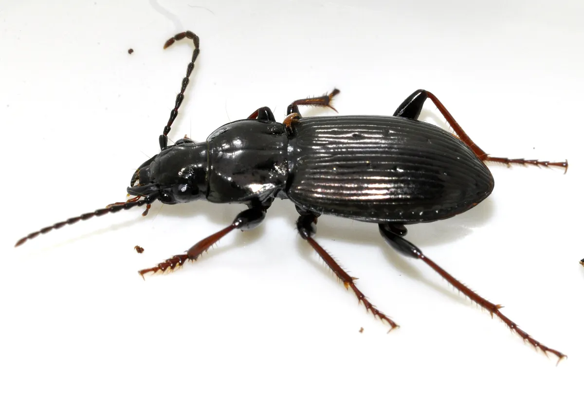 Escarabajo Terrestre