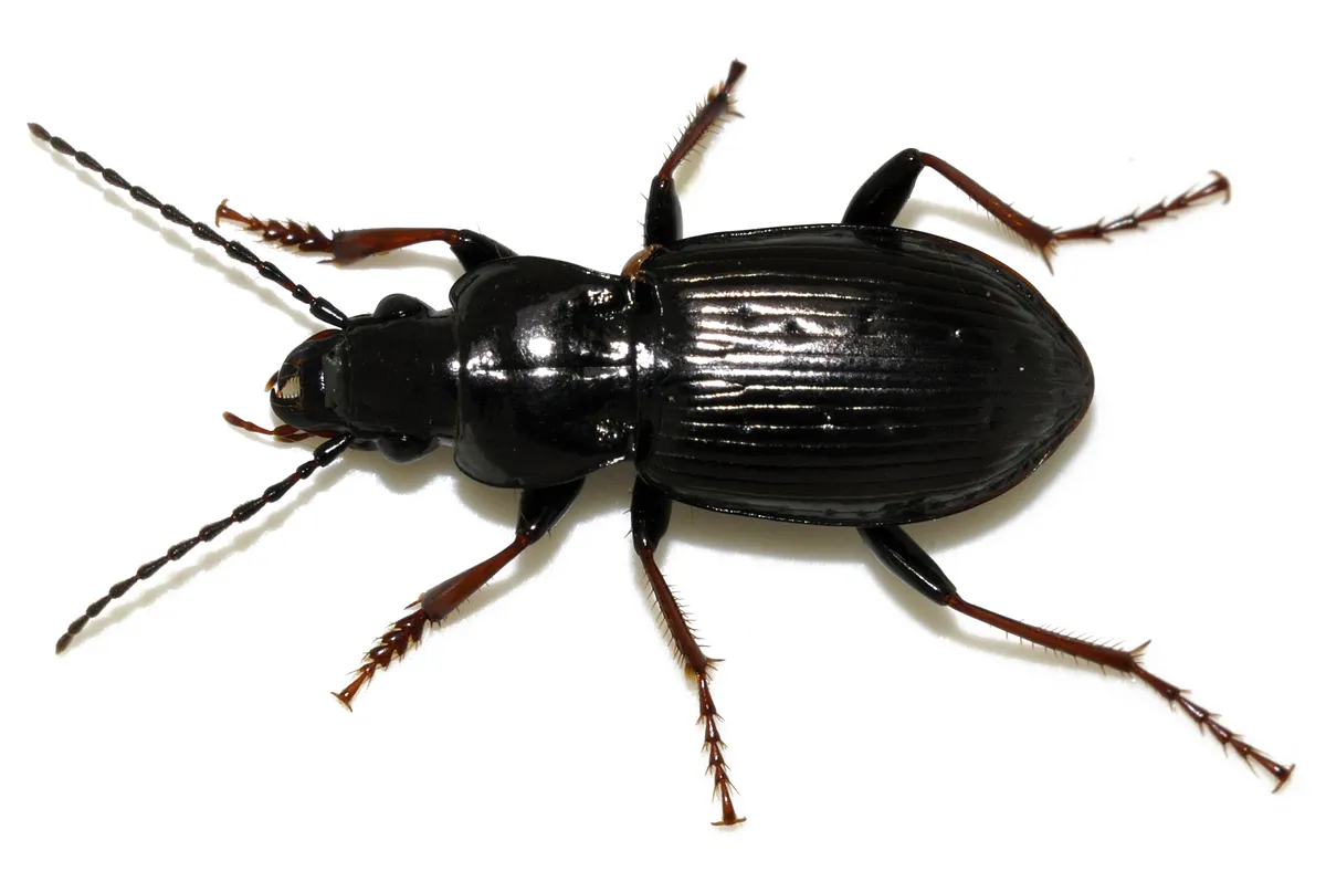 Escarabajo Terrestre