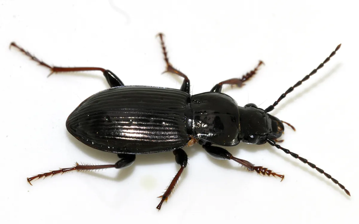 Escarabajo Terrestre