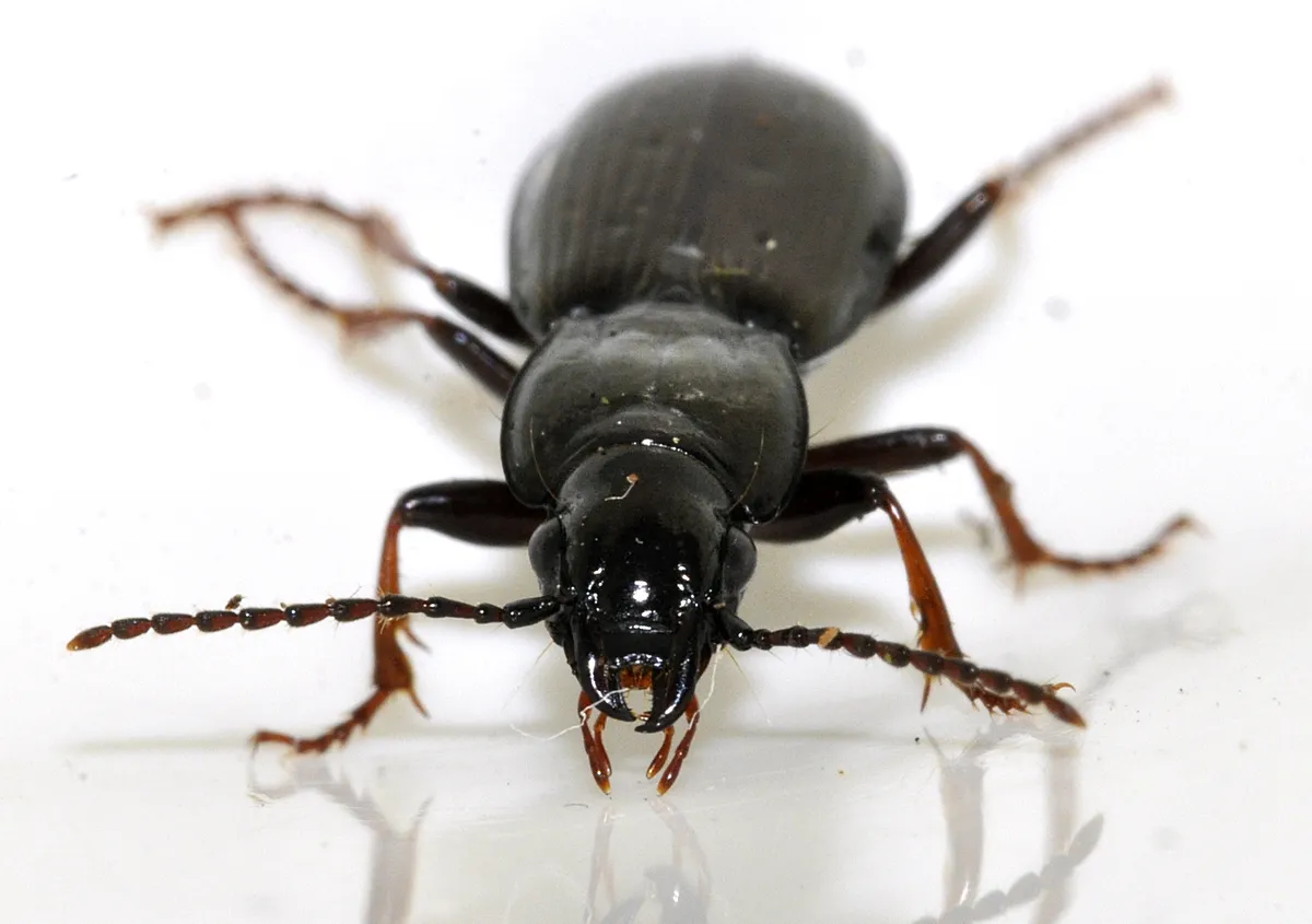 Escarabajo Terrestre