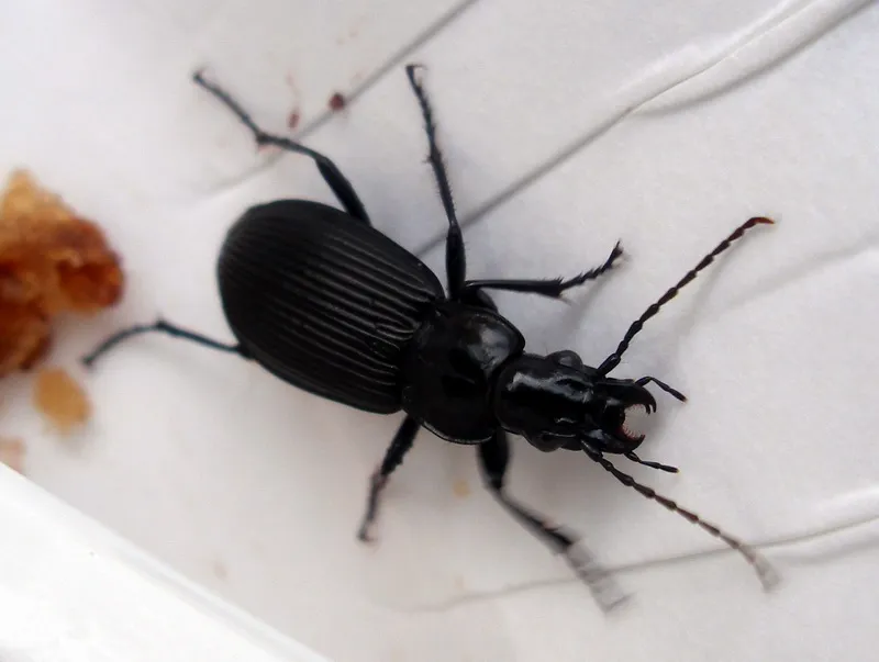 Escarabajo Terrestre