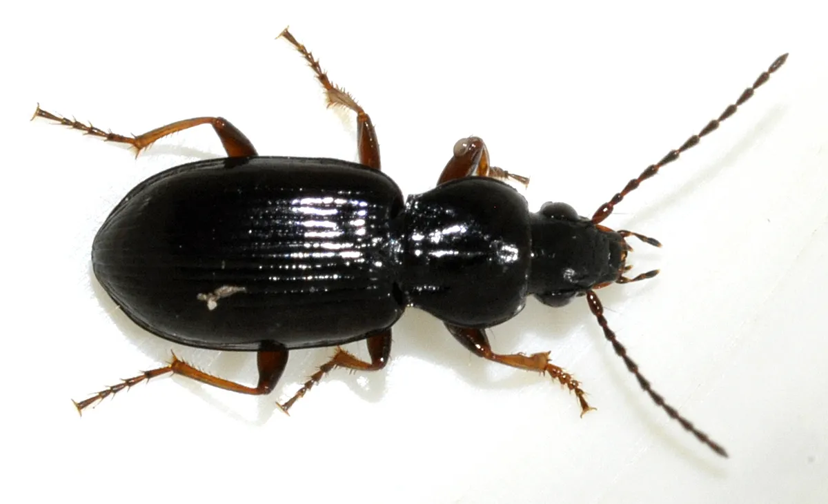 Escarabajo Terrestre Strenuus