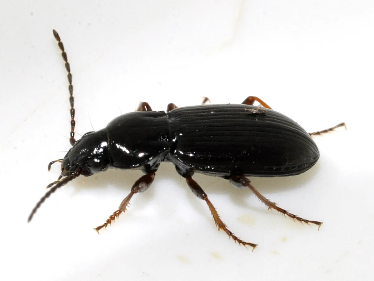 Escarabajo Terrestre Strenuus