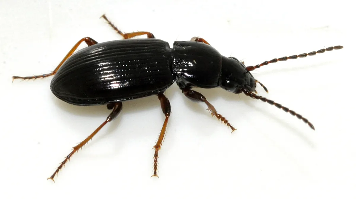 Escarabajo Terrestre Strenuus