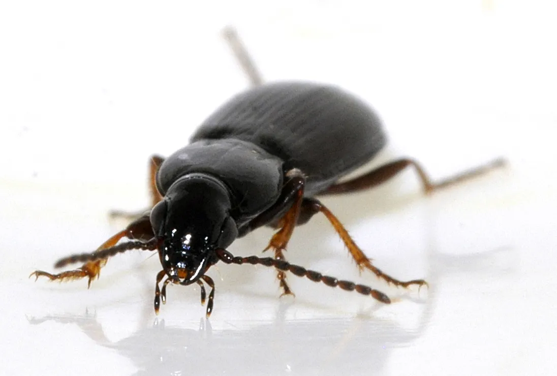 Escarabajo Terrestre Strenuus