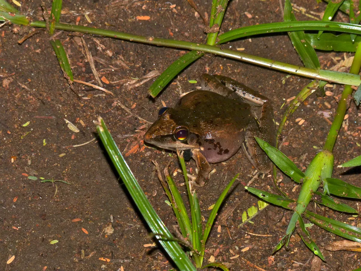 Benguella Grassland Frog