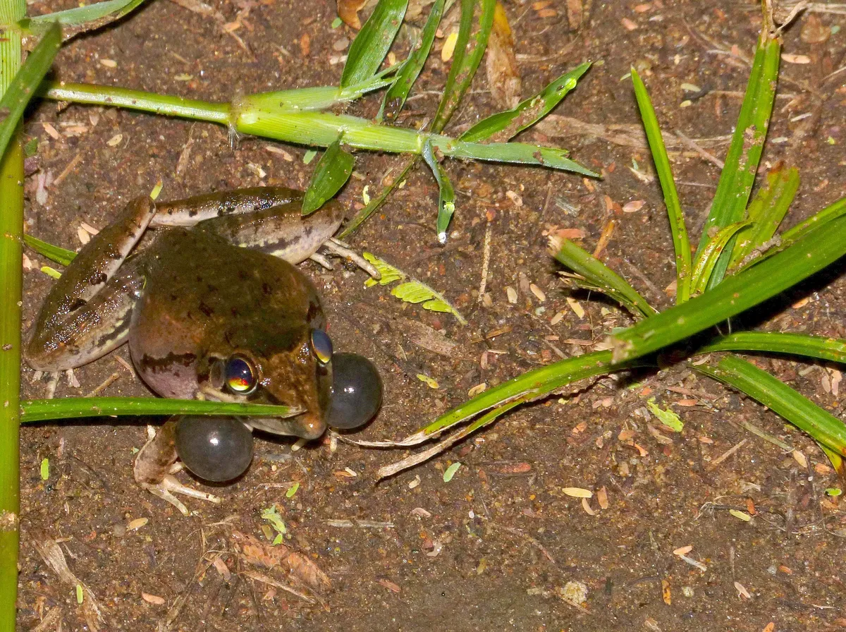 Benguella Grassland Frog
