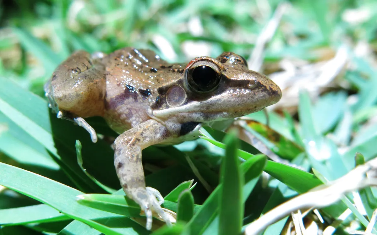 Benguella Grassland Frog